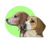 flat750x075f pad750x750f8f8f8 29 - Beagle Gifts